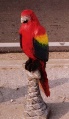 Parrot